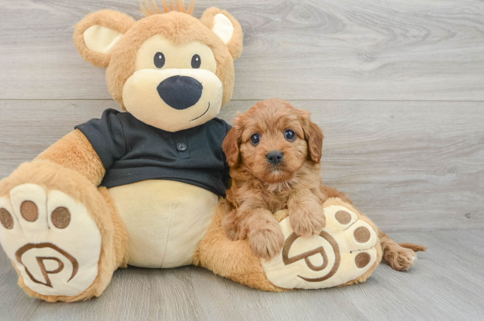 5 week old Cavapoo Puppy For Sale - Simply Southern Pups