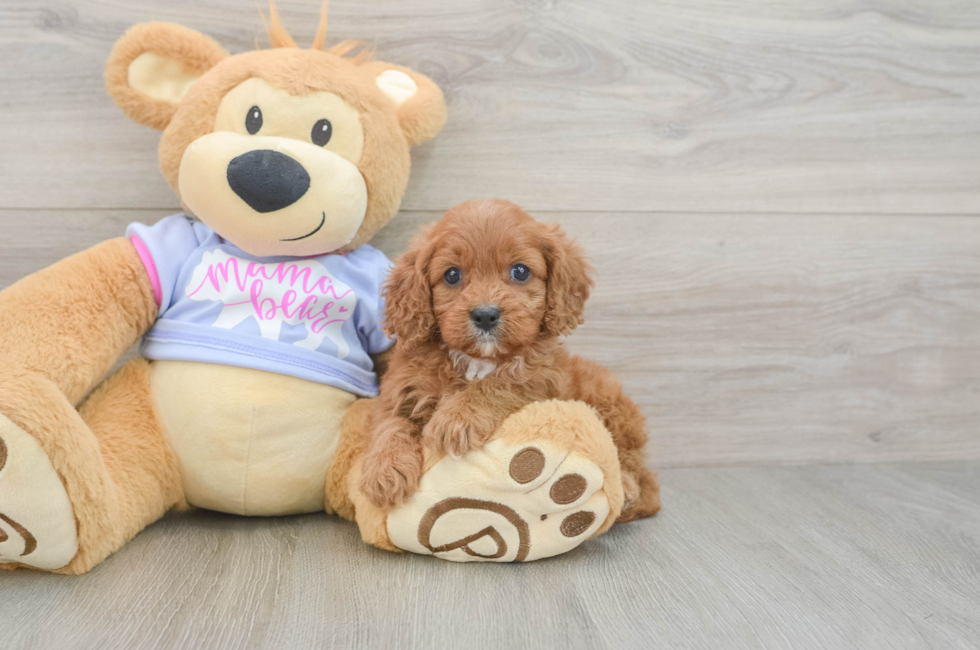 5 week old Cavapoo Puppy For Sale - Simply Southern Pups