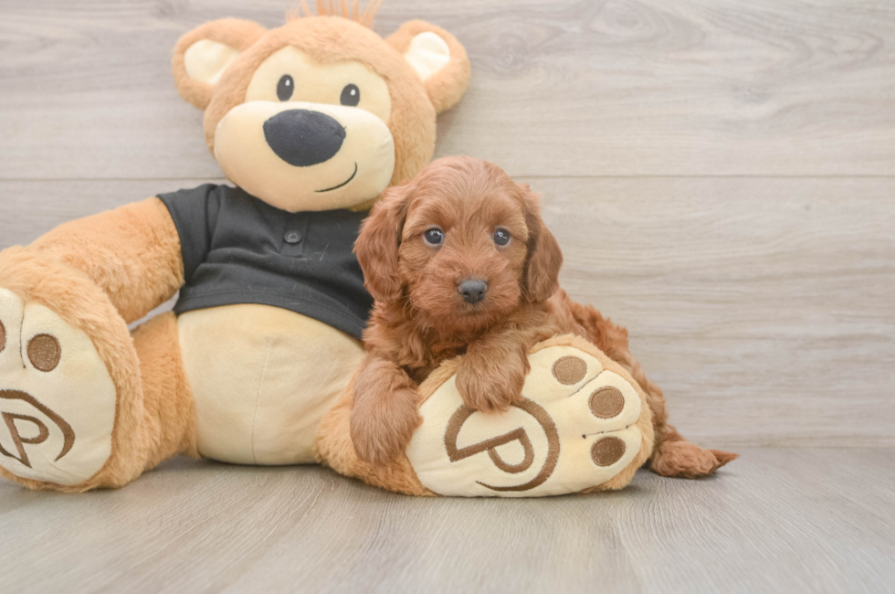5 week old Cavapoo Puppy For Sale - Simply Southern Pups