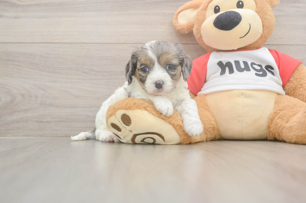5 week old Cavapoo Puppy For Sale - Simply Southern Pups