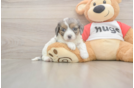 Meet Utopia - our Cavapoo Puppy Photo  1/3 - Simply Southern Pups Best Cavapoo Baby