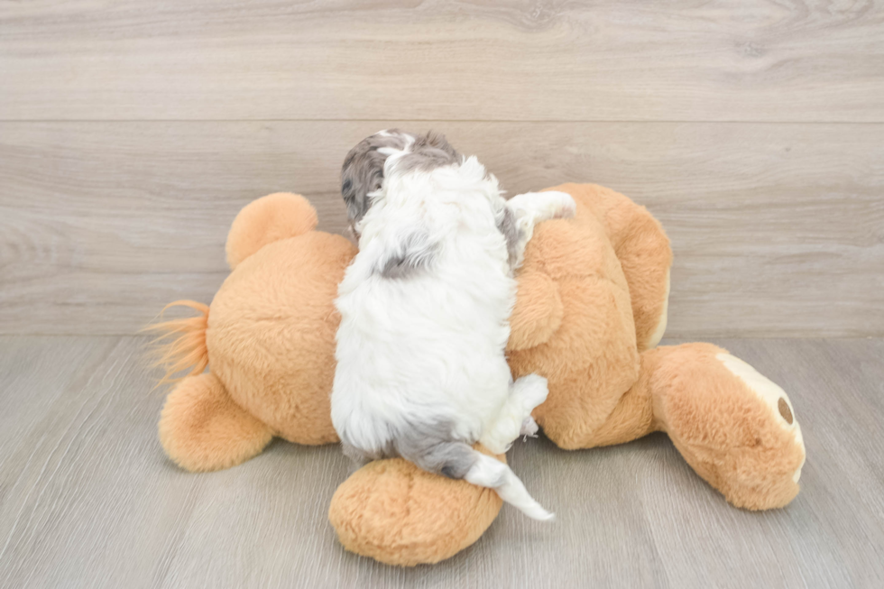 Meet Utopia - our Cavapoo Puppy Photo  3/3 - Simply Southern Pups Petite Cavapoo Poodle Mix Pup