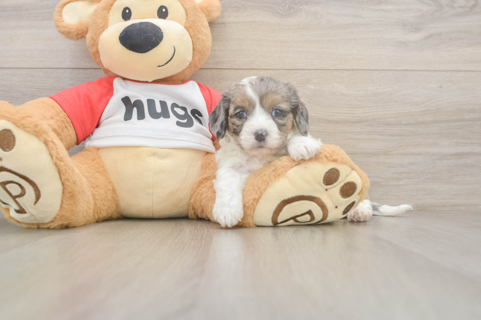 Meet Utopia - our Cavapoo Puppy Photo  2/3 - Simply Southern Pups Cavapoo Puppy for Adoption