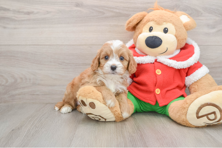 Popular Cavapoo Poodle Mix Pup