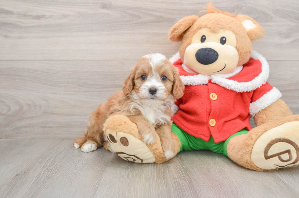 5 week old Cavapoo Puppy For Sale - Simply Southern Pups