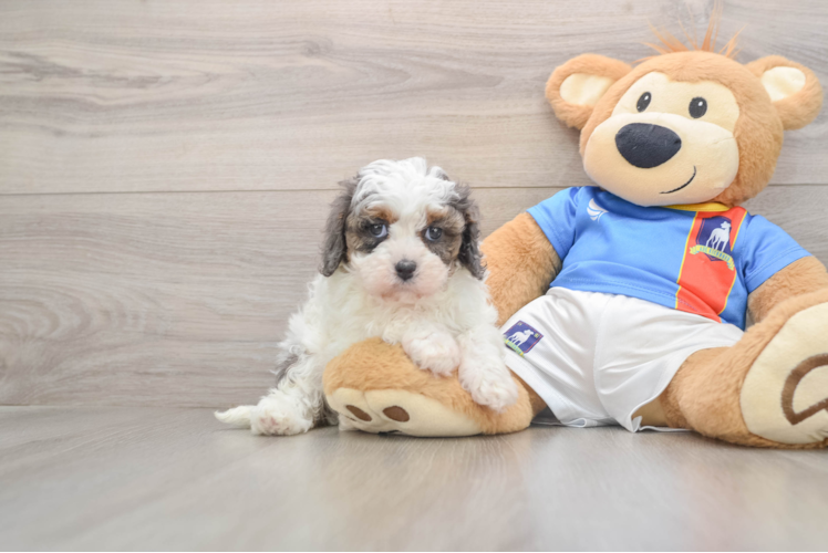 Smart Cavapoo Poodle Mix Pup