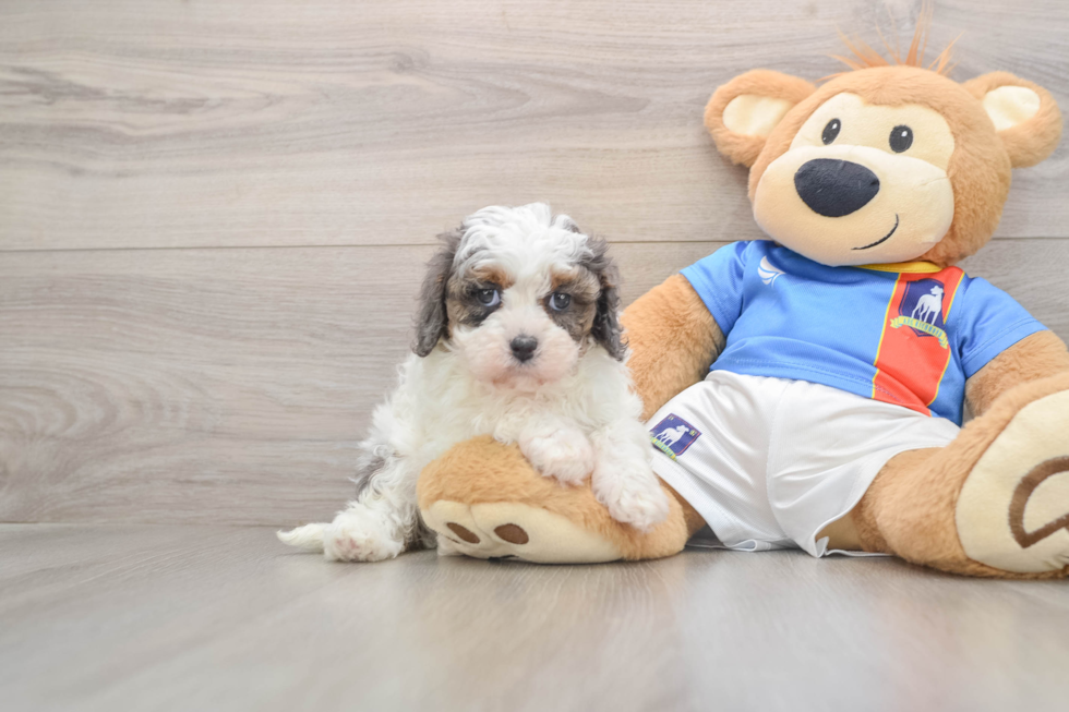 Smart Cavapoo Poodle Mix Pup