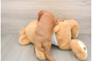 Fluffy Cavapoo Poodle Mix Pup