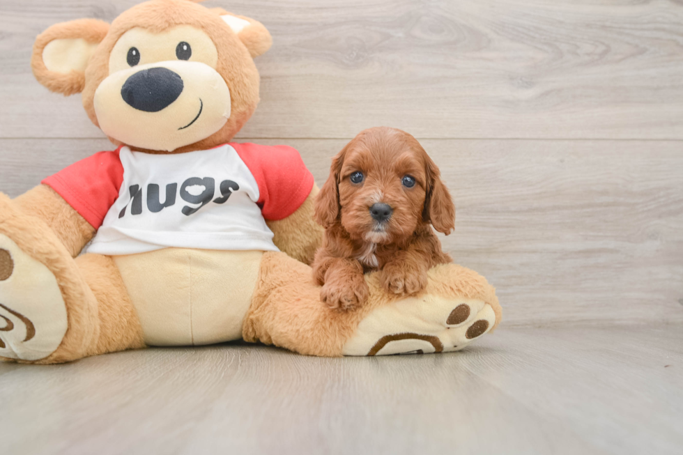 Cavapoo Pup Being Cute