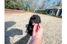 Cute Cavoodle Poodle Mix Puppy