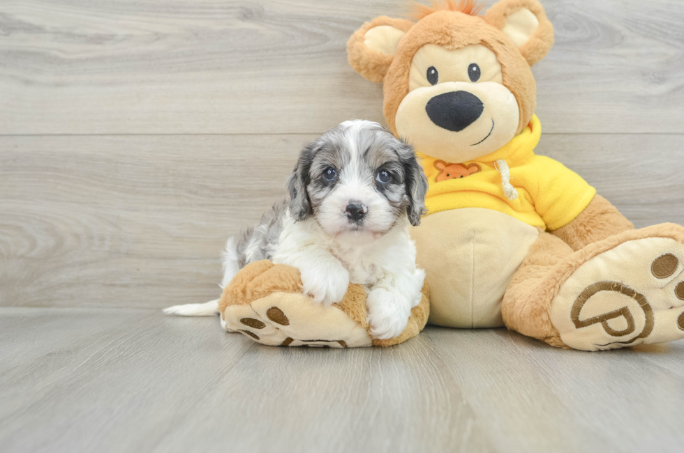 6 week old Cavapoo Puppy For Sale - Simply Southern Pups