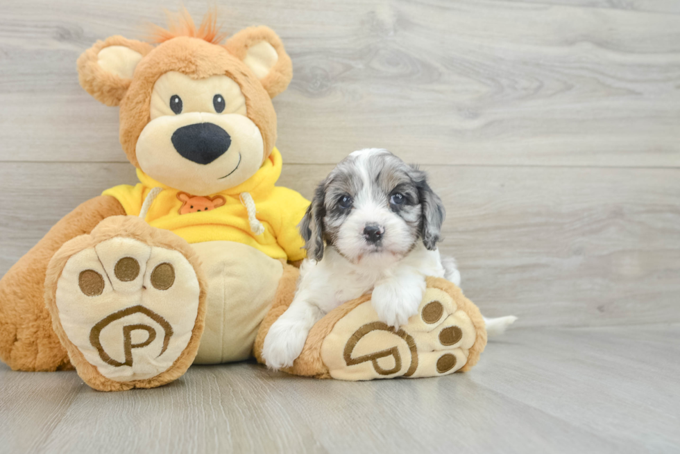 Cavapoo Pup Being Cute