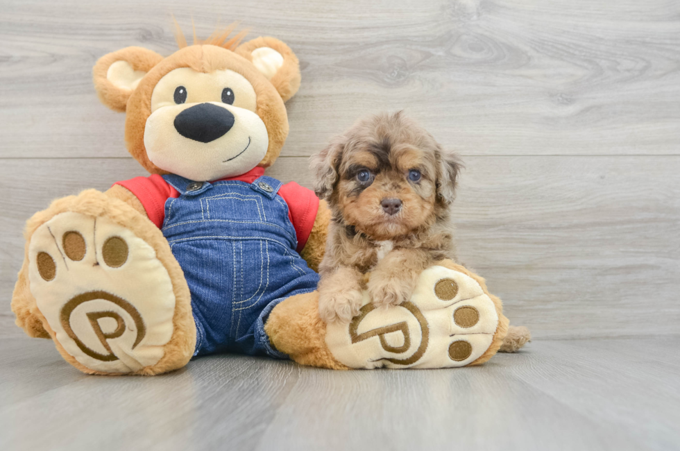 6 week old Cavapoo Puppy For Sale - Simply Southern Pups