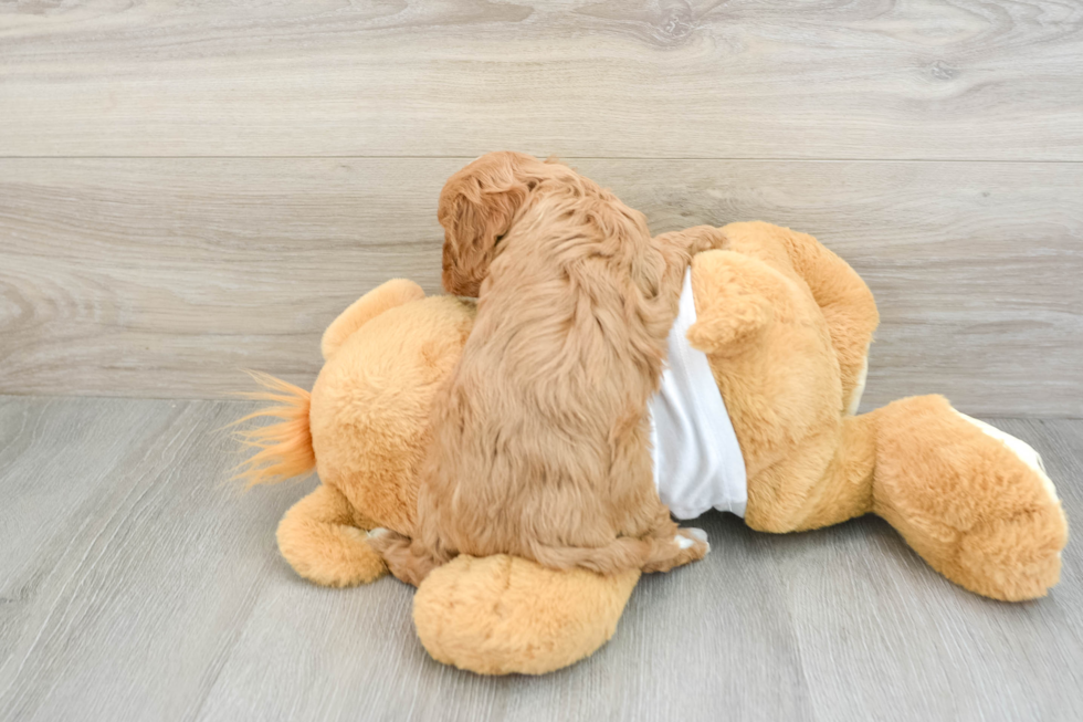 Popular Cavapoo Poodle Mix Pup