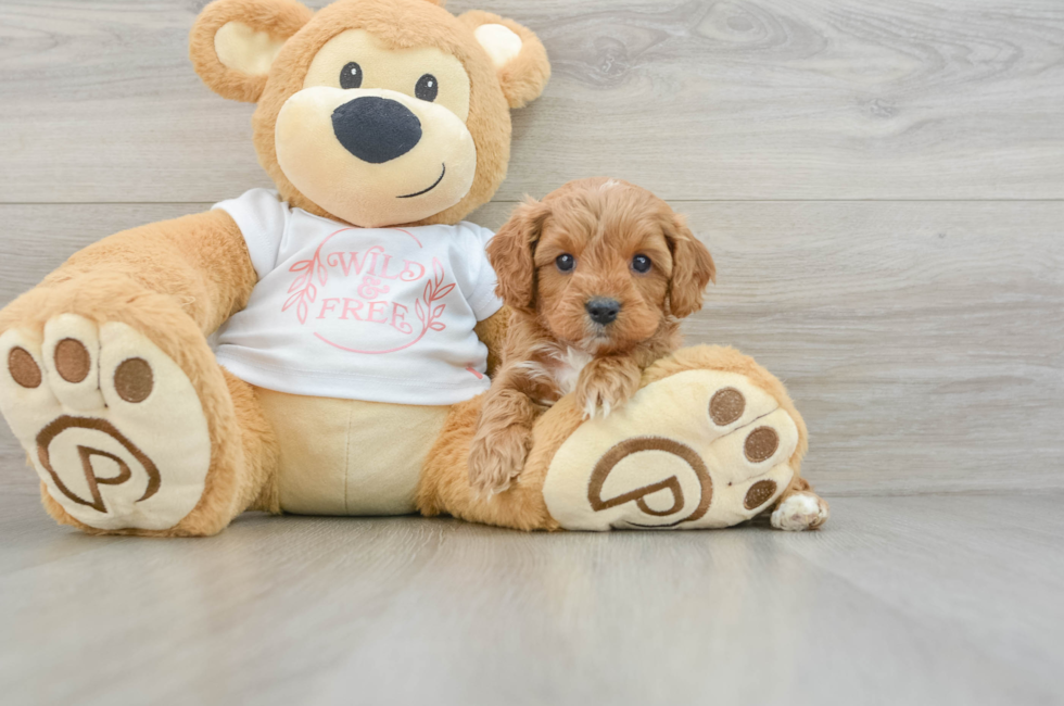 6 week old Cavapoo Puppy For Sale - Simply Southern Pups