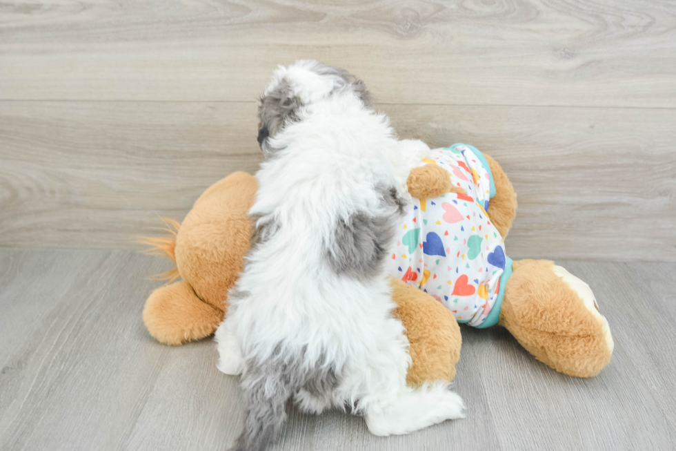 Cavapoo Pup Being Cute