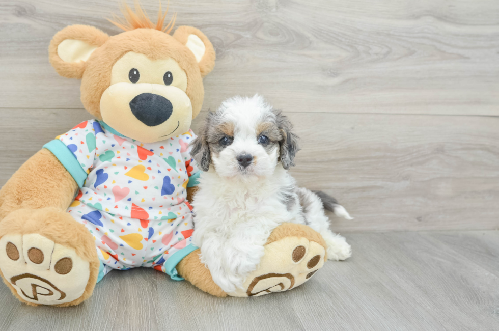 5 week old Cavapoo Puppy For Sale - Simply Southern Pups