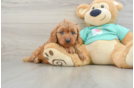 Hypoallergenic Cavadoodle Poodle Mix Puppy