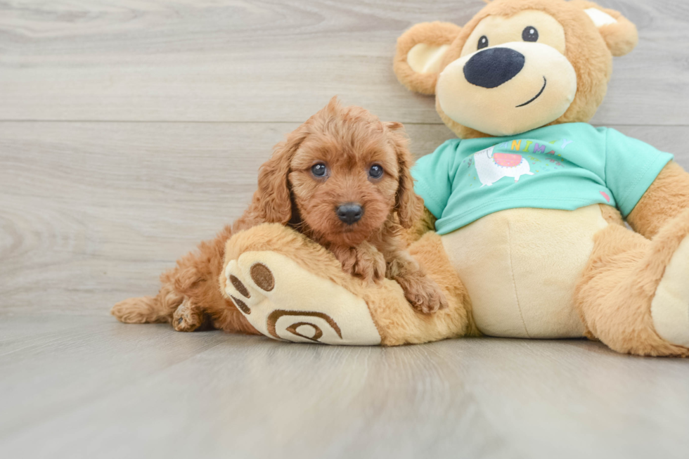 Hypoallergenic Cavadoodle Poodle Mix Puppy