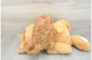 Energetic Cavoodle Poodle Mix Puppy