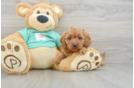 Best Cavapoo Baby