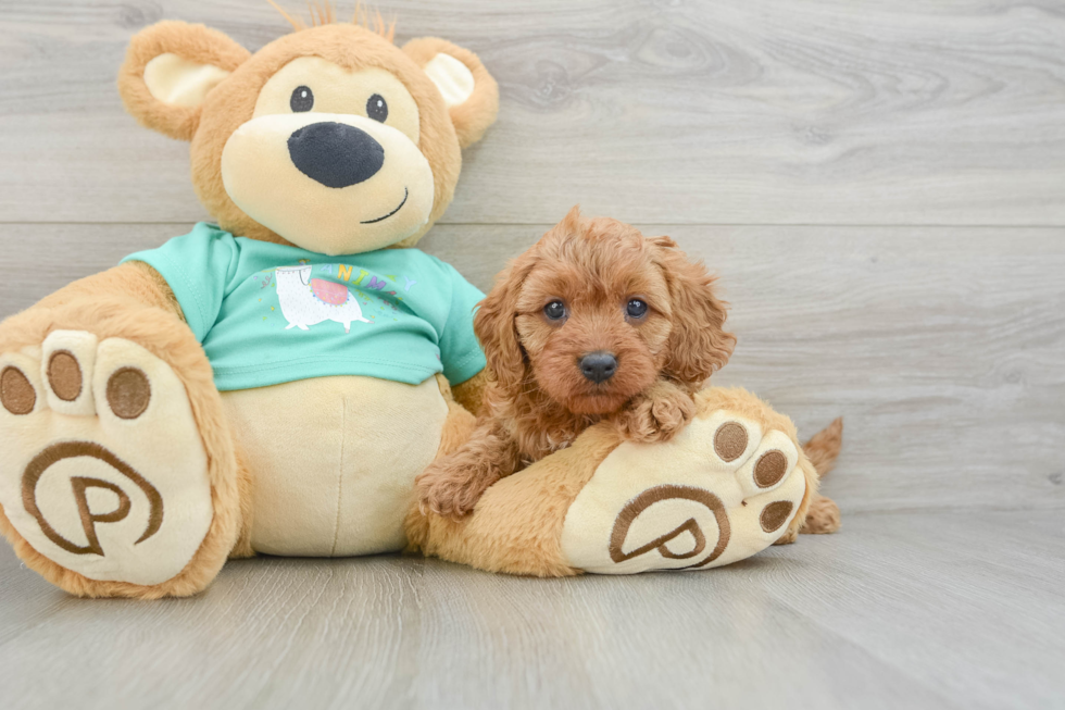 Best Cavapoo Baby
