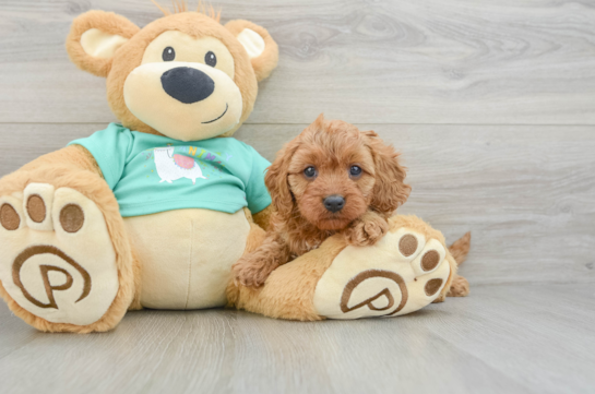 Best Cavapoo Baby