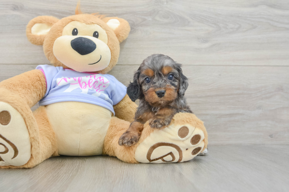 7 week old Cavapoo Puppy For Sale - Simply Southern Pups