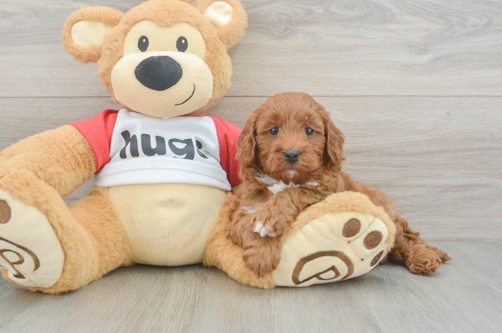 5 week old Cavapoo Puppy For Sale - Simply Southern Pups
