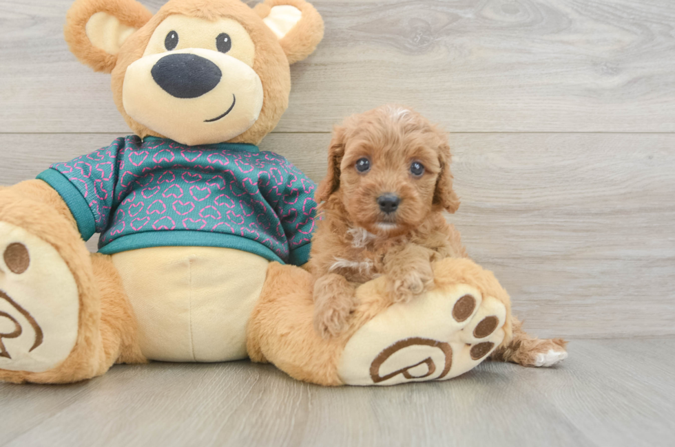 5 week old Cavapoo Puppy For Sale - Simply Southern Pups