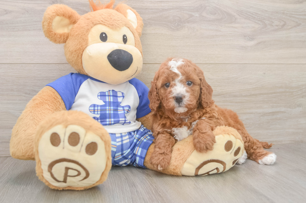 5 week old Cavapoo Puppy For Sale - Simply Southern Pups