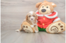 Best Cavapoo Baby