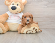8 week old Cavapoo Puppy For Sale - Simply Southern Pups