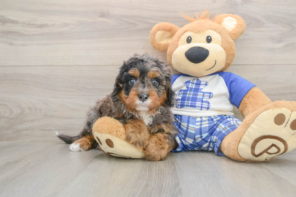 Best Cavapoo Baby