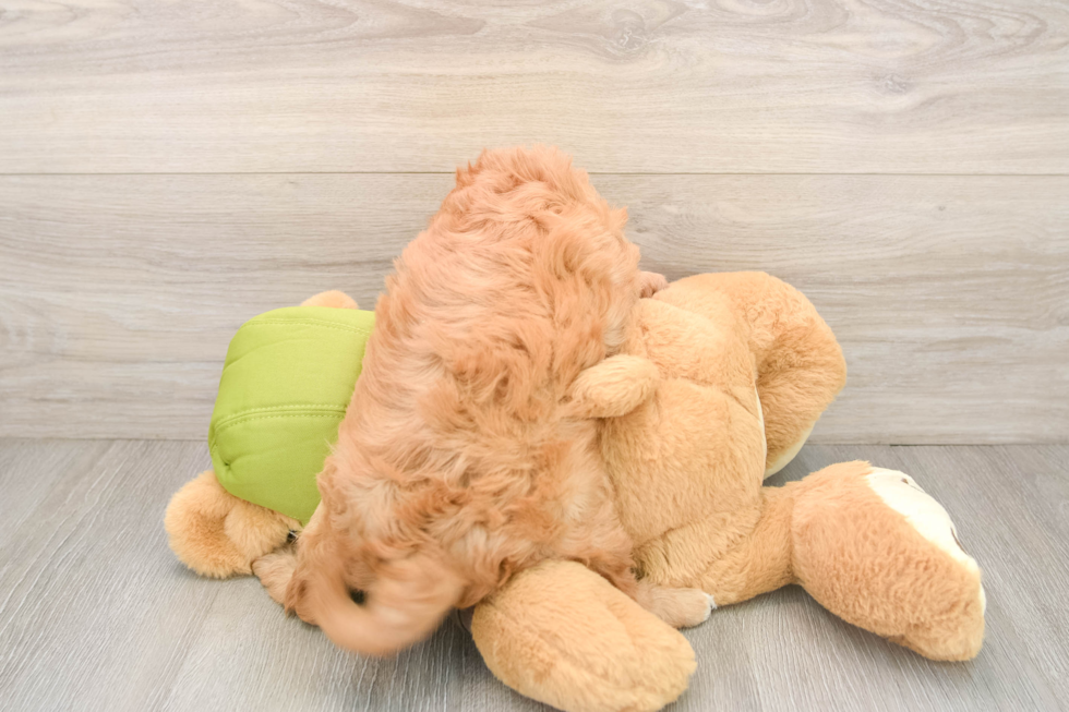 Smart Cavapoo Poodle Mix Pup