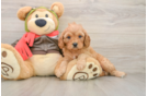 Petite Cavapoo Poodle Mix Pup
