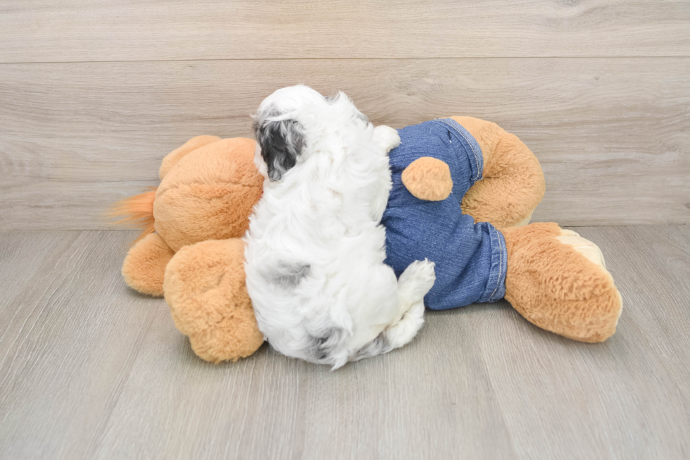 Little Cavipoo Poodle Mix Puppy