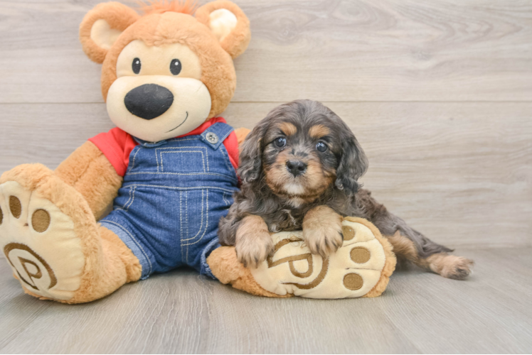 Cute Cavapoo Baby