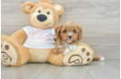 Cavapoo Puppy for Adoption