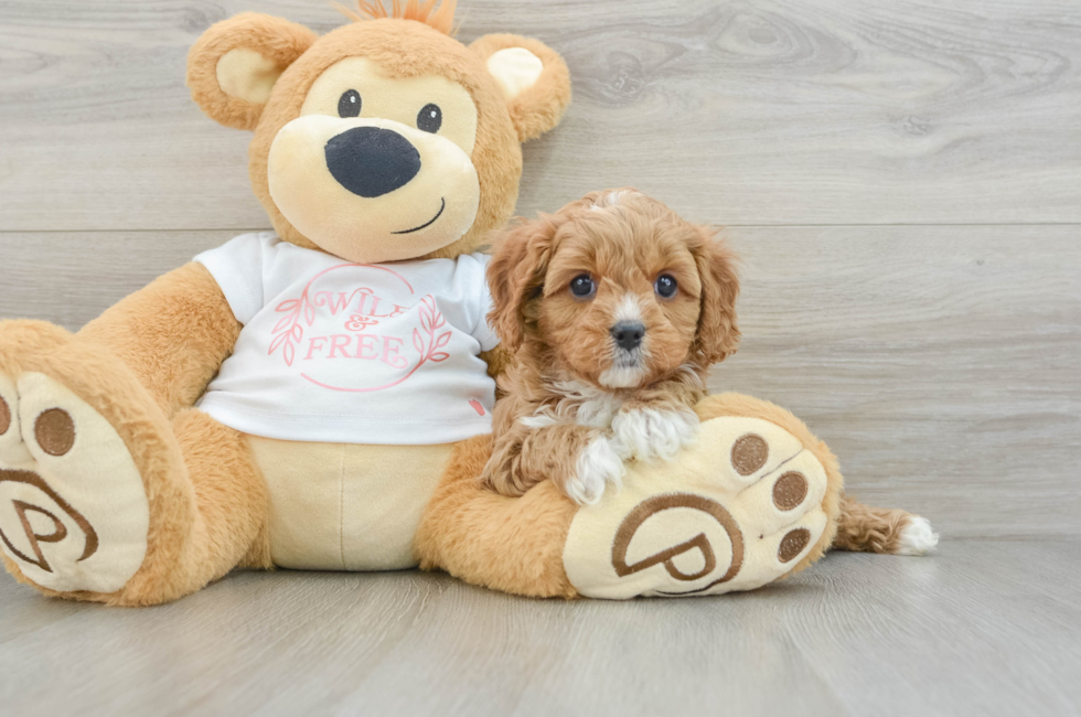 6 week old Cavapoo Puppy For Sale - Simply Southern Pups