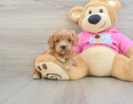 8 week old Cavapoo Puppy For Sale - Simply Southern Pups