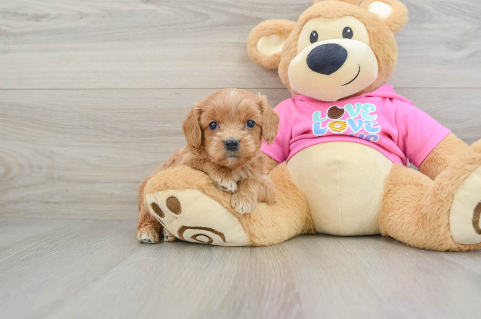 6 week old Cavapoo Puppy For Sale - Simply Southern Pups