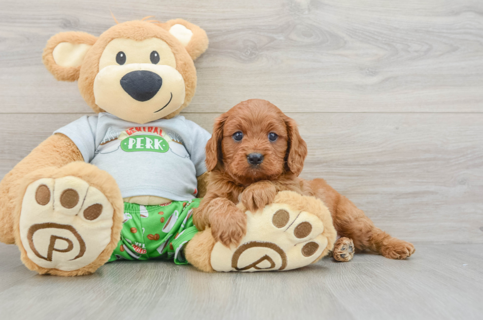 7 week old Cavapoo Puppy For Sale - Simply Southern Pups