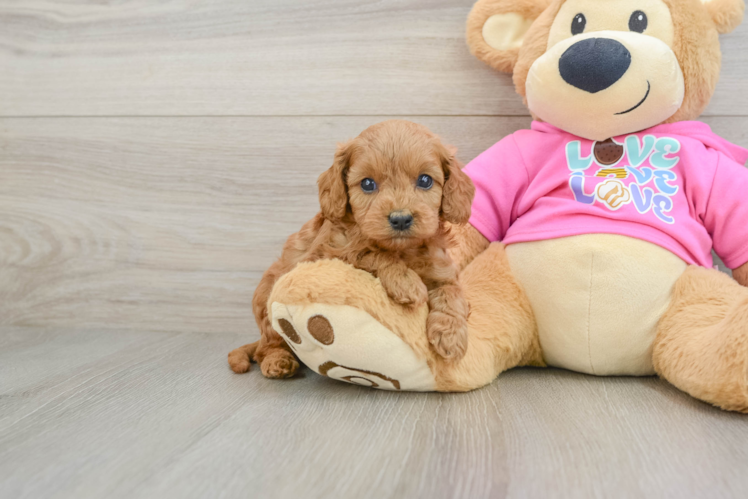 Petite Cavapoo Poodle Mix Pup