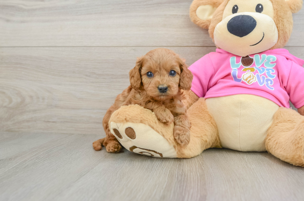 7 week old Cavapoo Puppy For Sale - Simply Southern Pups