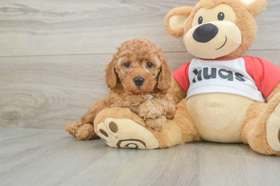 5 week old Cavapoo Puppy For Sale - Simply Southern Pups