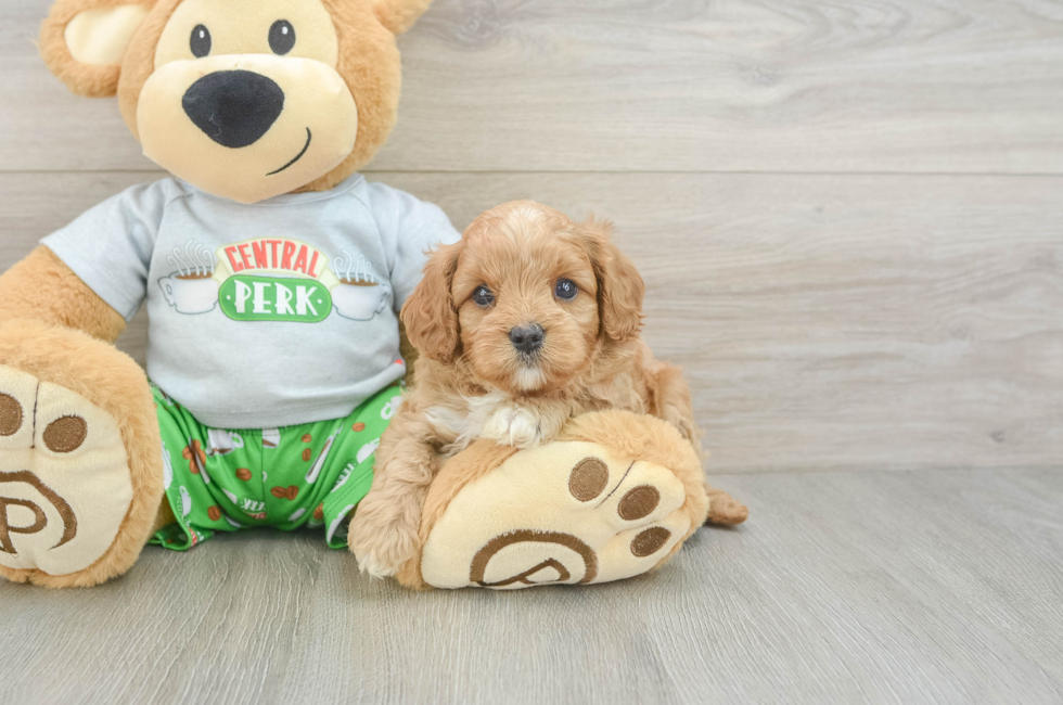 5 week old Cavapoo Puppy For Sale - Simply Southern Pups