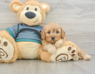 8 week old Cavapoo Puppy For Sale - Simply Southern Pups