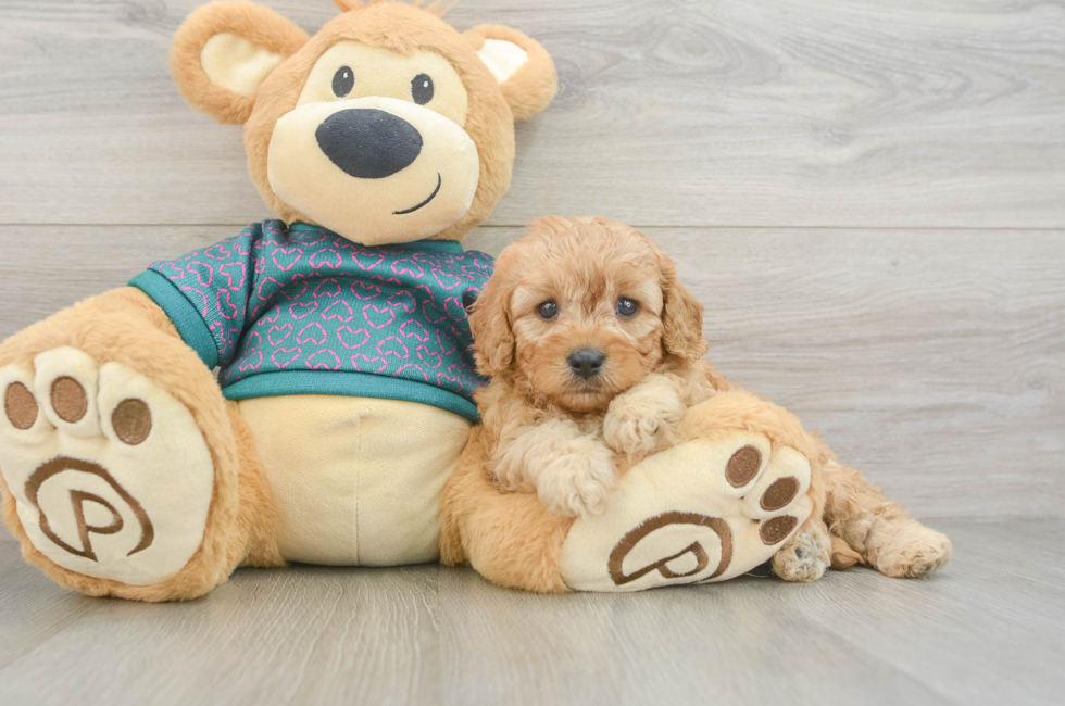 5 week old Cavapoo Puppy For Sale - Simply Southern Pups