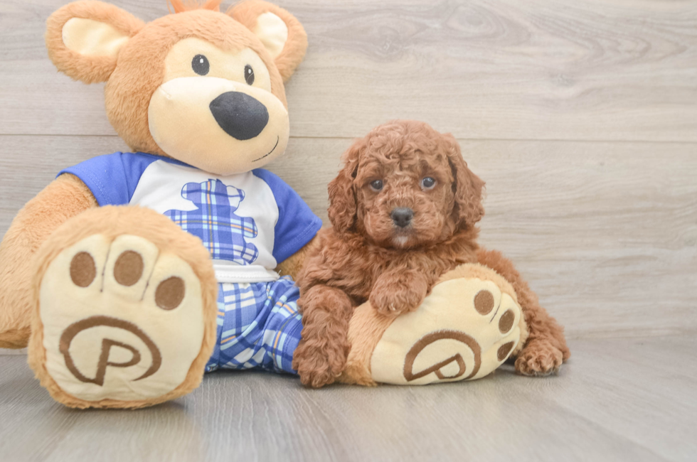 5 week old Cavapoo Puppy For Sale - Simply Southern Pups